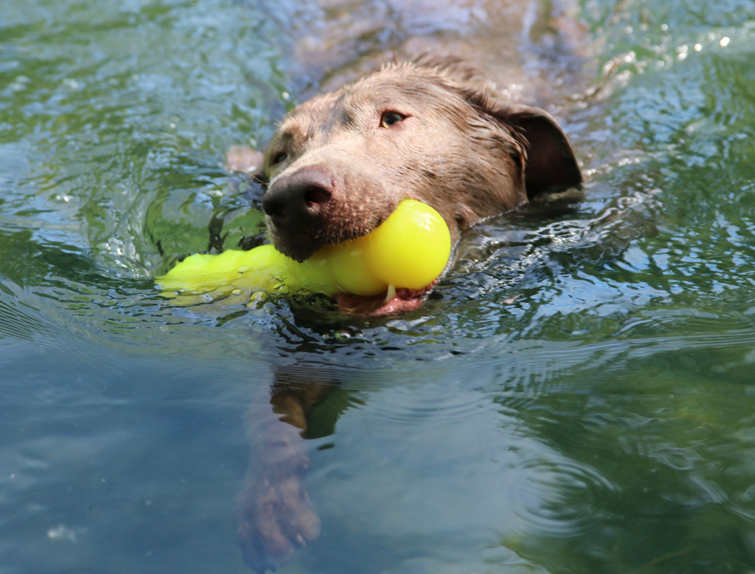 Ruff-Dawg-Buster-dog1